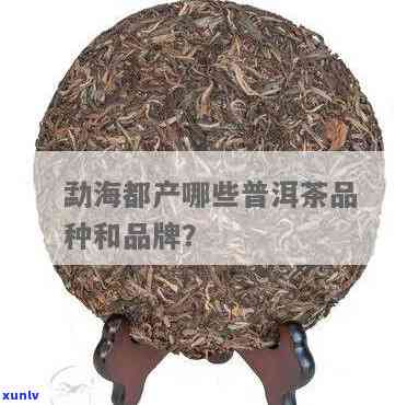 勐海远达茶业产品介绍及种类全览