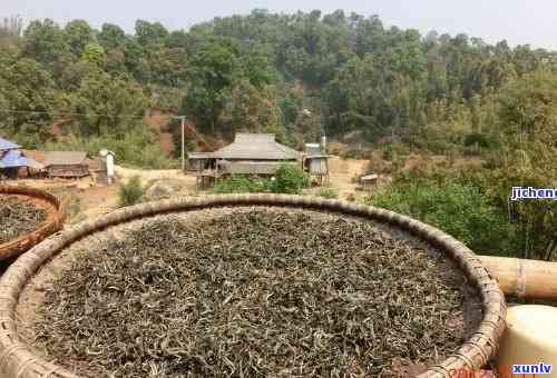 勐海古茶源茶厂介绍资料，探索古老茶源：走进勐海古茶源茶厂