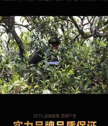 综合评价：勐海县九畹茶厂的茶叶质量如何？