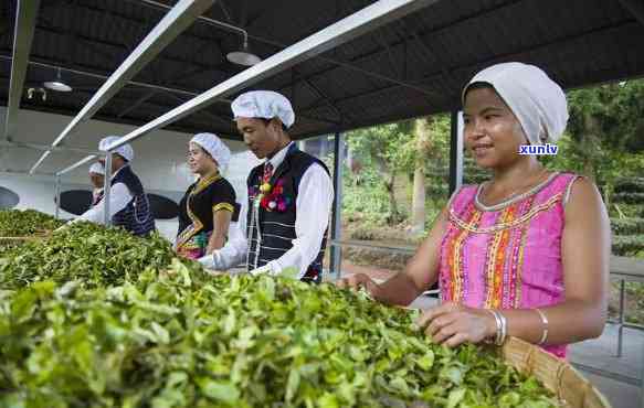 昆明勐海茶厂，探秘中国茶叶文化：昆明勐海茶厂的历与传统