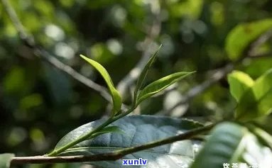 勐海县天龙茶厂产品有哪些，探索勐海县天龙茶厂的丰富产品线