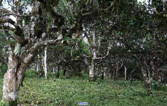 云南南海茶厂：官网介绍及勐海生产基地详情