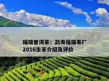 深入了解：勐海县福茶厂产品质量与评价