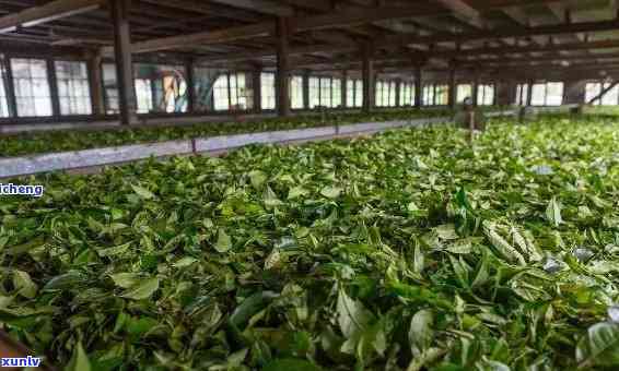 云南勐茶厂，探索云南勐茶厂：品尝纯正普洱茶的绝佳去处