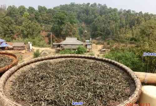 勐海天茗茶厂古树生茶，品味千年古韵：探索勐海天茗茶厂的古树生茶之旅