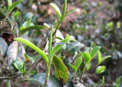 石进雄茶厂那卡古树茶：口感与特点全解析