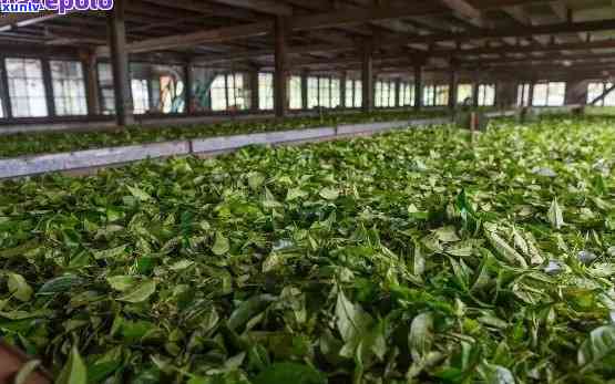 勐海县春云茶厂 *** -勐海县春云茶厂 *** 号码