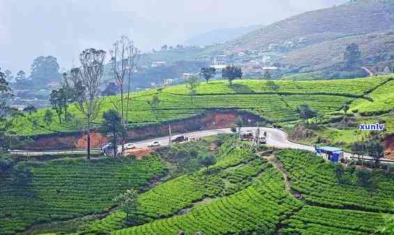 勐海茶厂拥有巴达和两座万亩茶园基地，勐海茶厂：两大万亩茶园基地，打造优质茶叶