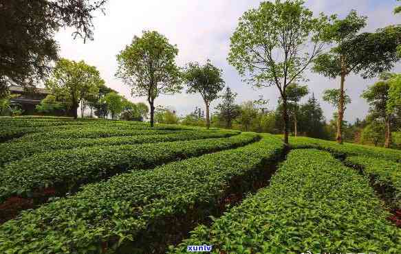 勐海县茶厂路13号地址，探访云南省勐海县茶厂路13号：一探普洱茶的故乡