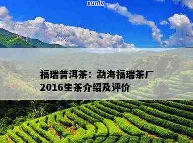 勐海昱申源茶厂：2016年普洱生茶价格及生态茶园介绍