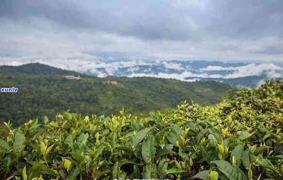 勐海云河茶叶，探寻云南茶源：品味勐海云河茶叶的无穷魅力