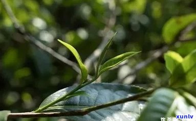 下关沱茶和下关甲沱-下关沱茶和下关甲沱茶的区别