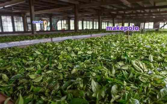 勐海县天龙茶厂产品，品味纯正：探索勐海县天龙茶厂的优质茶叶产品