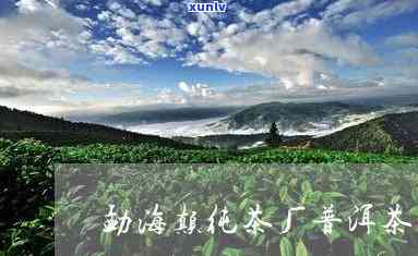 勐海县天龙茶厂的茶-勐海县天龙茶厂的茶值得买吗