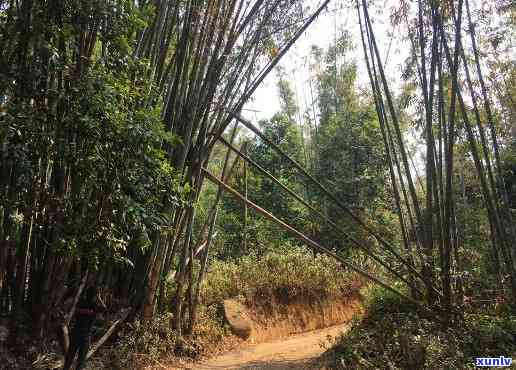 云南勐海竹子，探秘世界上海拔更高的茶园：云南勐海竹子