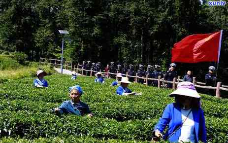 西双版纳光芒山茶园，探秘云南西双版纳：光芒山茶园的自然之美与人文风情