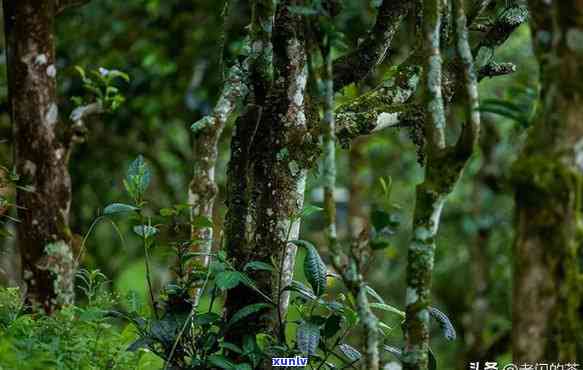 南糯山半坡老寨：探寻古树茶的魅力与西双版纳风情