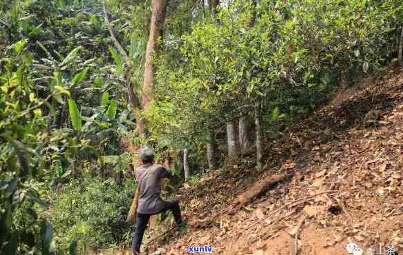 南糯山半坡老寨：探寻古树茶的魅力与西双版纳风情