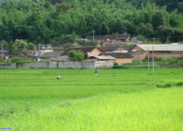 南糯山石头老寨普洱茶特点：口感醇厚，回持久。石头老寨介绍：位于云南西双版纳州勐海县，海拔1600米。古树价格：每公斤售价约2000元以上。