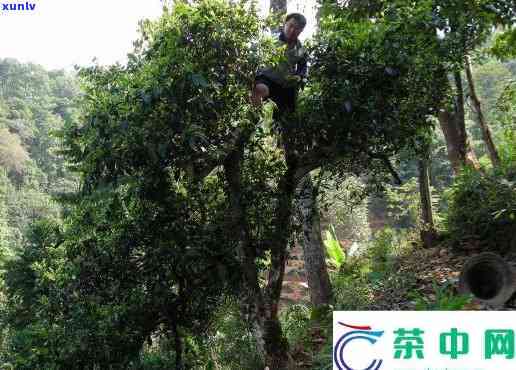 南糯山茶区石头老寨-南糯山石头老寨介绍