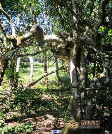 南糯山茶区石头老寨-南糯山石头老寨介绍