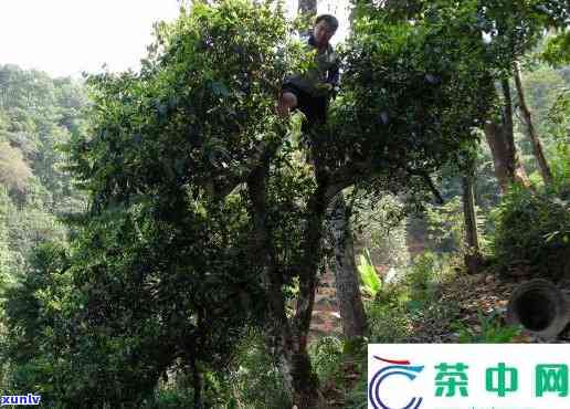 南糯山石头老寨介绍-南糯山石头老寨介绍价格