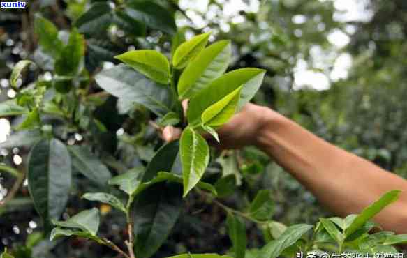 刮风寨茶：特点口感揭示，深度解析