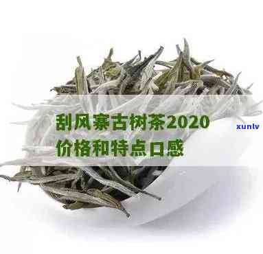 刮风寨茶：特点口感揭示，深度解析