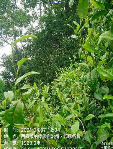 半坡寨茶的特点价格-半坡寨古树茶特点