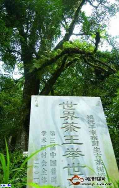 千年老树：千家寨古茶树2700年的历与价值探究