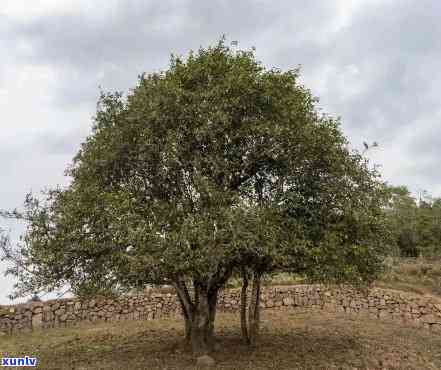 千年老树：千家寨古茶树2700年的历与价值探究