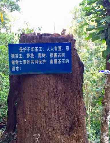 半坡寨古树茶特点，探秘半坡寨：揭秘古树茶的独特魅力与特点