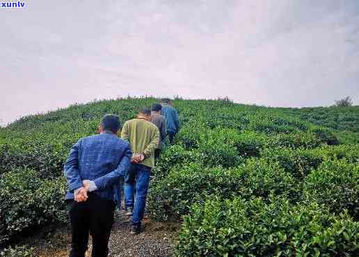 河南信阳何家寨茶场-信阳何家寨茶厂怎么样