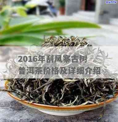 探究刮风寨大树茶：价格、特点全解析