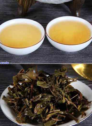 刮风寨古树茶的特点，探秘刮风寨古树茶：特点解析与品鉴指南