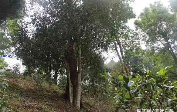 刮风寨古树茶的特点，探秘刮风寨古树茶：特点解析与品鉴指南