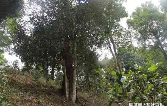 刮风寨茶王树的特点-刮风寨茶王树口感特征