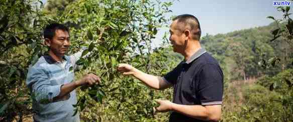 刮风寨古树茶地址与特点，探寻古树茶韵味：刮风寨地址及独特特点解析