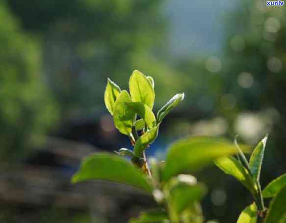 刮风寨生态茶多不多-刮风寨的茶怎么样