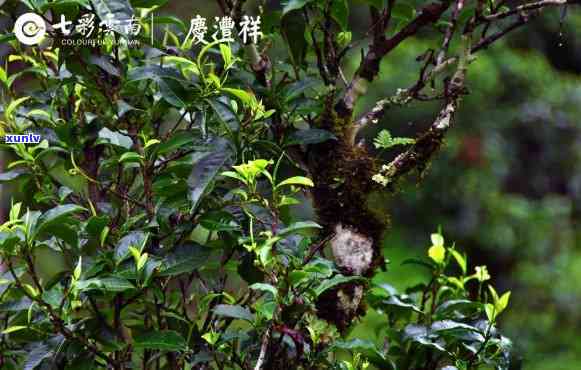 古寨春的茶是真的纯古树茶吗？探究古寨春茶业公司的真实品质