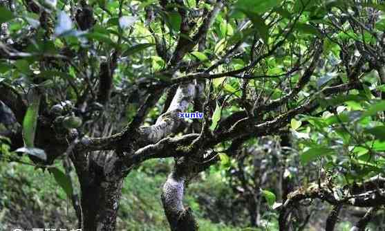 古寨春的茶是真的纯古树茶吗？探究古寨春茶业公司的真实品质