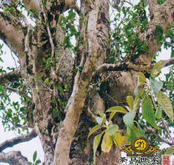 千家寨茶树王多少年-千家寨茶树王多少年历了