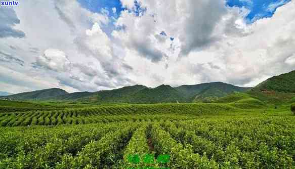 大户寨属于哪个茶区-大户寨属于哪个茶区管辖