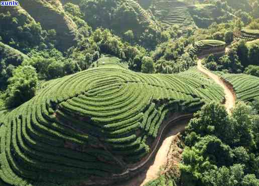 云南千家寨属于哪个茶区，揭秘茶叶文化：云南千家寨属于哪个茶区？