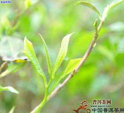 千家寨古树茶口感特点解析：属于高档次茶叶，具有独特韵味