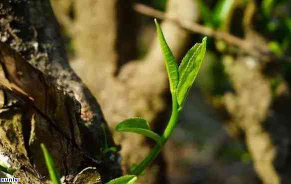 千家寨古树茶口感特点解析：属于高档次茶叶，具有独特韵味