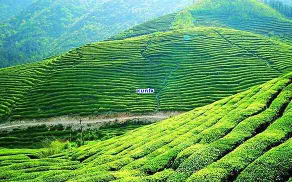 弯茶区属于哪个茶山，揭秘茶叶产地：弯茶区隶属于哪座茶山？