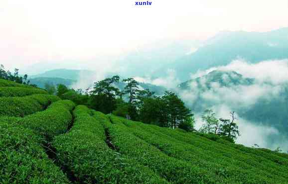 弯茶区属于哪个茶山，揭秘茶叶产地：弯茶区隶属于哪座茶山？