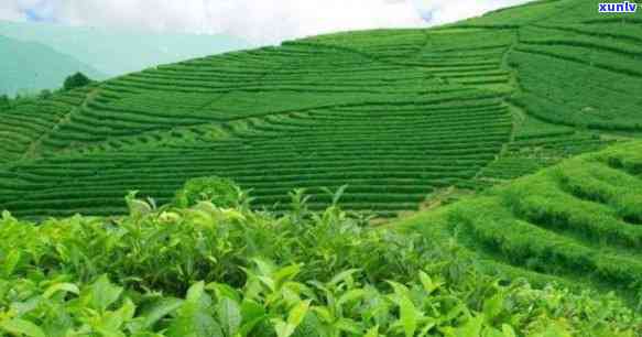 弯茶区属于哪个茶山，揭秘茶叶产地：弯茶区隶属于哪座茶山？