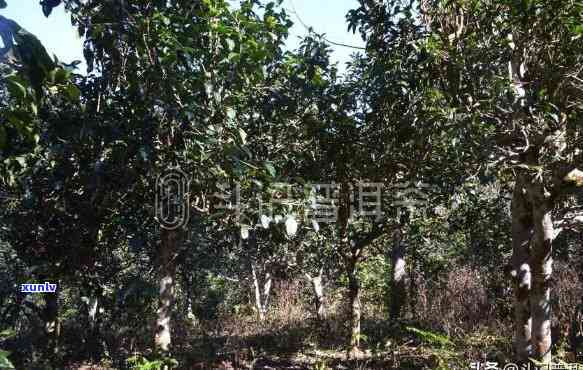 勐古树茶出自哪个山头，揭秘勐古树茶的产地：究竟来自哪座山头？